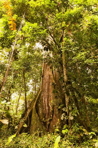Arbre Énorme Kapok Dans Bassin Amazonien Équateur — Photo