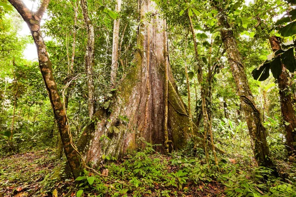 Pohon Kapok Besar Cekungan Amazon Ekuador — Stok Foto