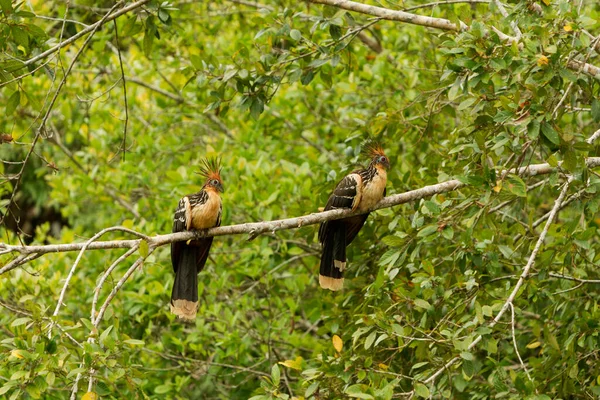 Ζεύγος Hoatzin Πυροβολήθηκε Στην Άγρια Λιμνοθάλασσα Limoncocha Ecuador — Φωτογραφία Αρχείου