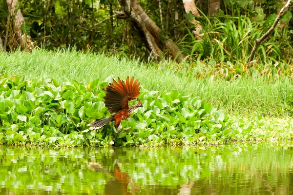 Αρσενικό Hoatzin Απογείωση Στην Εκουαδοριανή Αμαζονία — Φωτογραφία Αρχείου
