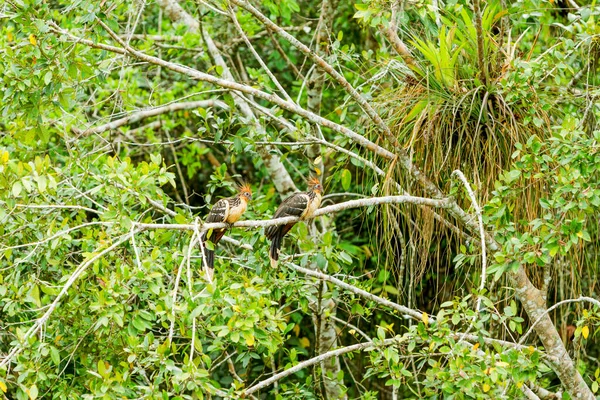 Hoatzin Pár Lövés Vad Limoncocha Víztározóban Ecuador — Stock Fotó