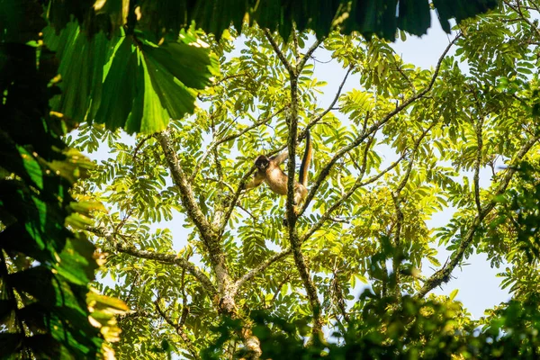 Vahşi Örümcek Maymun Amazon Ormanında Yasuni Ulusal Parkı Ekvador — Stok fotoğraf