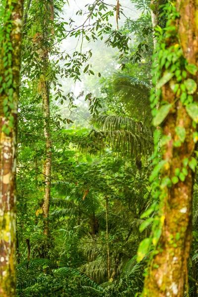 Tät Vegetation Amazonas Djungel — Stockfoto