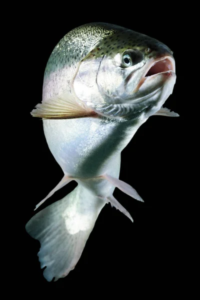 Pescado Trucha Adulto Aislado Tiro Acuario Negro — Foto de Stock