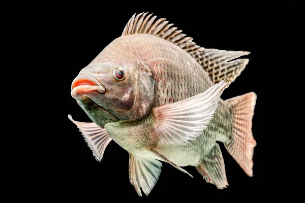 Mozambique Tilapia Oreochromis Mossambicus Απομονωμένο Μαύρο Ενυδρείο — Φωτογραφία Αρχείου