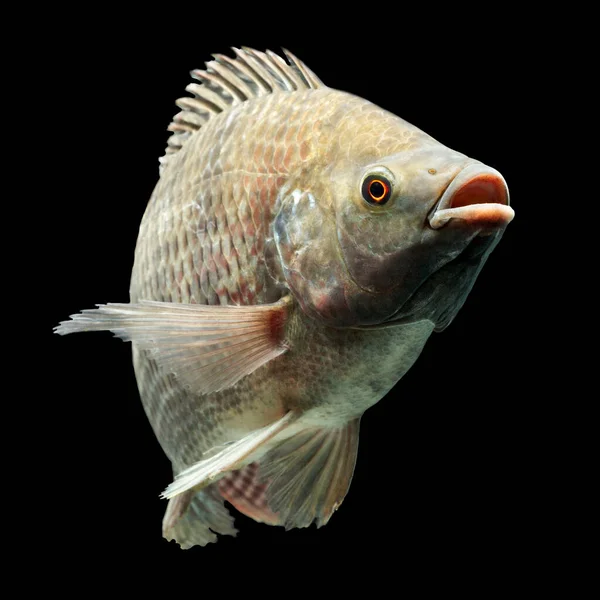 Mozambique Tilapia Oreochromis Mossambicus Aislado Negro Studio Aquarium Shot — Foto de Stock