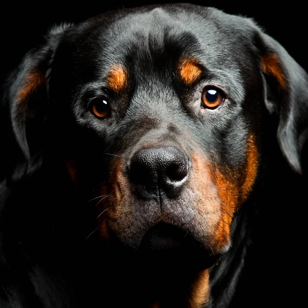 Retrato Estúdio Alto Contraste Cão Raça Pura Rottweiler Macho Adulto — Fotografia de Stock