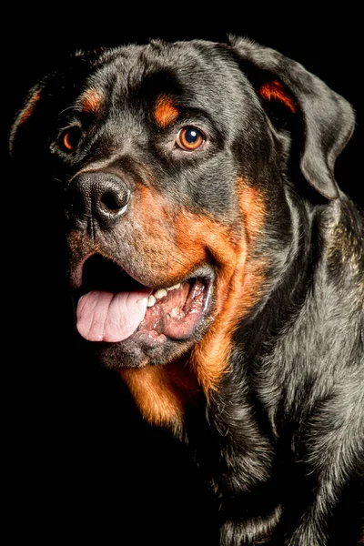 Retrato Estúdio Alto Contraste Cão Raça Pura Rottweiler Macho Adulto — Fotografia de Stock