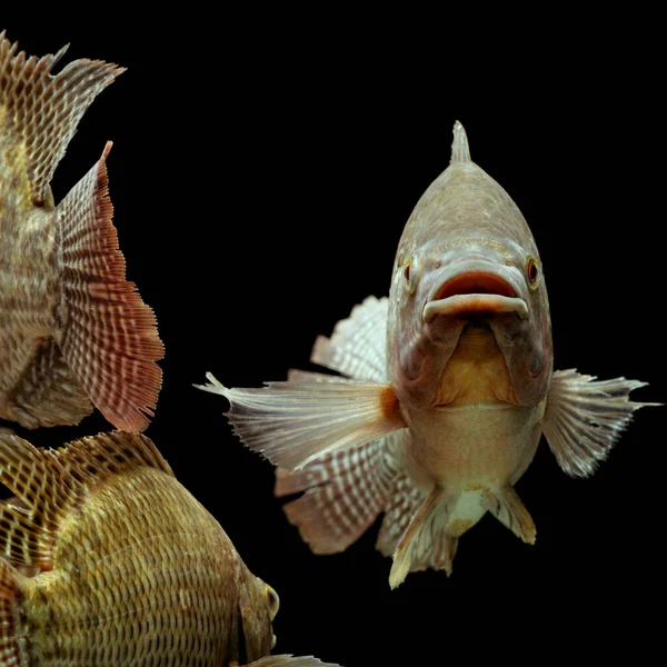 Mozambique Tilapia Oreochromis Mossambicus Geïsoleerd Zwart Studio Aquarium Shot — Stockfoto