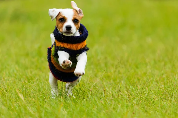 Parson Happy Dog Weeks Puppy Running Outdoor — Stock Photo, Image