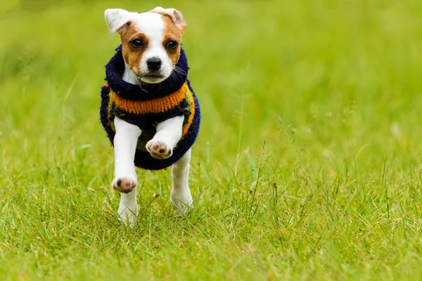 Pastor Feliz Perro Semanas Cachorro Corriendo Aire Libre —  Fotos de Stock