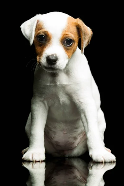 Pároco Feliz Cão Semanas Cachorro Interior Estúdio Tiro — Fotografia de Stock