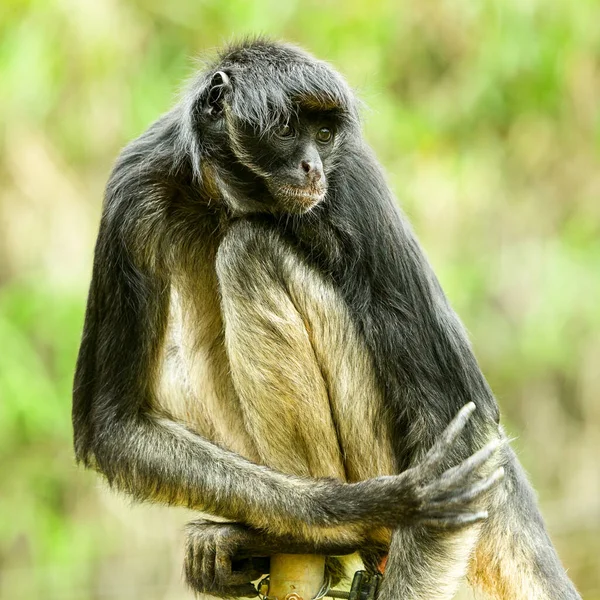 5.000+ melhores imagens de Macaco Aranha · Download 100% grátis