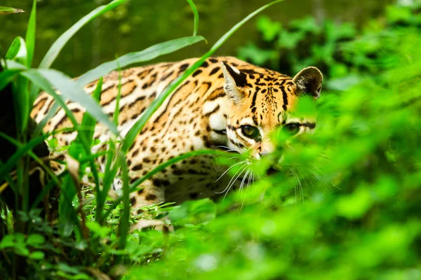 Ocelot Leopardus Pardalis Leselkedik Sűrű Amazóniai Erdőben — Stock Fotó