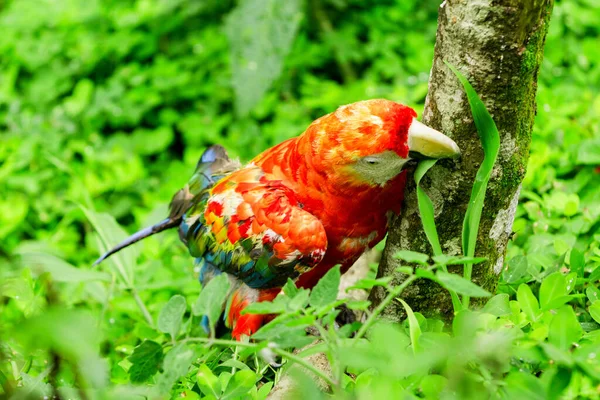 The Scarlet Macaw Is A Large Colorful Macaw It Is Native To Humid Perennial Wood In The American Tropical Range Extends From Extreme South Eastern Mexico Towards Amazonian Peru Bolivia And Brasil