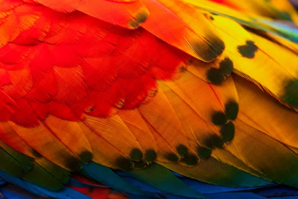 Close Shot Ara Macaw Featers — стоковое фото