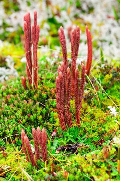 Hochgebirgsalgen Und Moose Überschwemmen Nationalpark Ecuador — Stockfoto