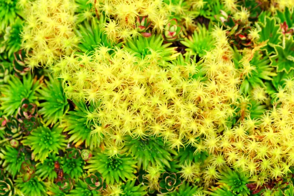 High Altitude Algae Mosses Llanganates National Park Ecuador — Stock Photo, Image