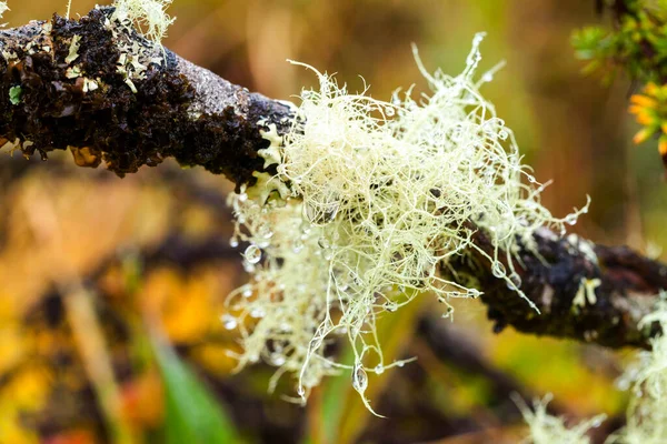 高海拔藻类和蚊子Llanganates国家公园 — 图库照片