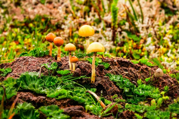 野生动物粪便中的野生蘑菇生长 — 图库照片