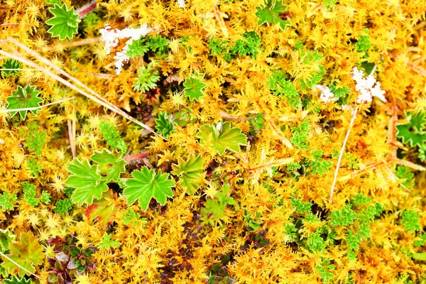 High Altitude Algae Mosses Llanganates National Park Ecuador — Stock Photo, Image
