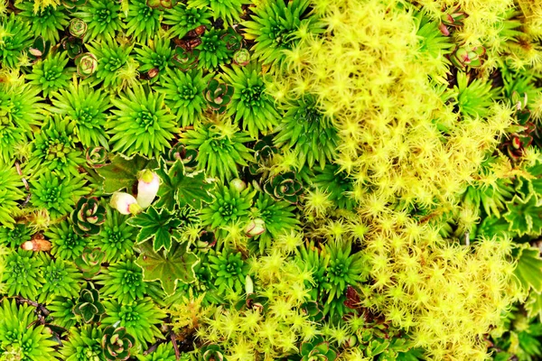 Höghöjdsalger Och Mossor Llanganates Nationalpark Ecuador — Stockfoto