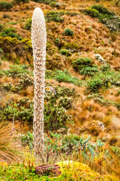 Yüksek Rakımlı Kaktüs Llanganates Ulusal Park Ekvatoru — Stok fotoğraf
