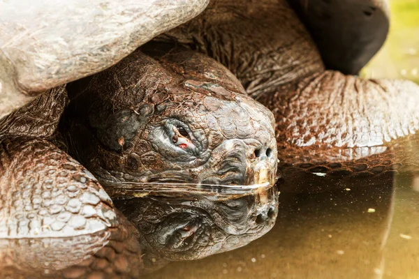 Galápagos Sumergido Reptiliano Vista Ángulo Bajo —  Fotos de Stock