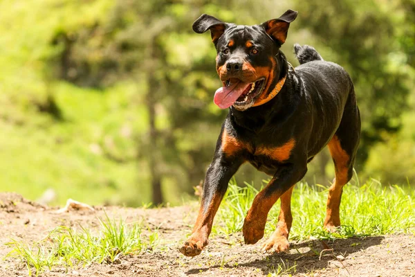 Algunos Perros Gusta Hacia Carrera Libre Este Excelente Perro Sabio —  Fotos de Stock