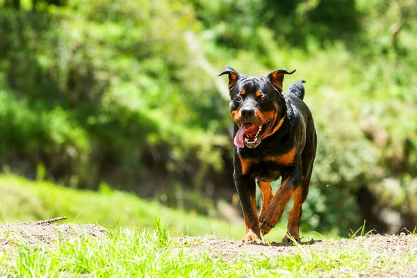 Alguns Cães Gostam Correr Livre Este Cão Super Educado Que — Fotografia de Stock