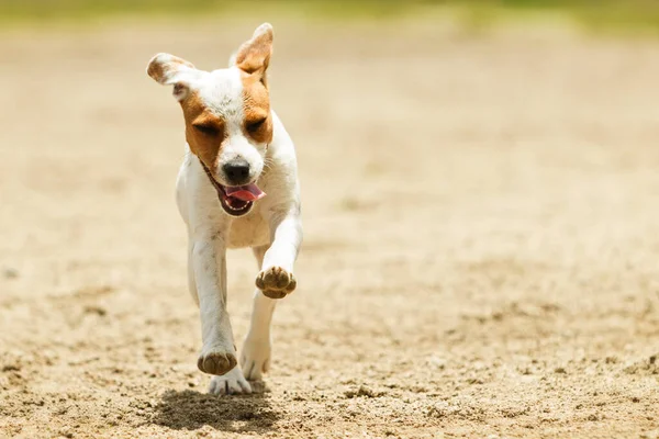 Certains Chiens Aiment Courir Gratuitement — Photo