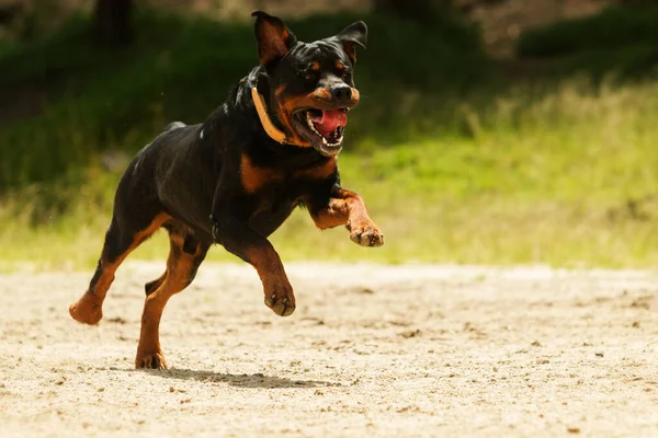 Algunos Perros Gusta Correr Libre Este Perro Súper Educado Que —  Fotos de Stock