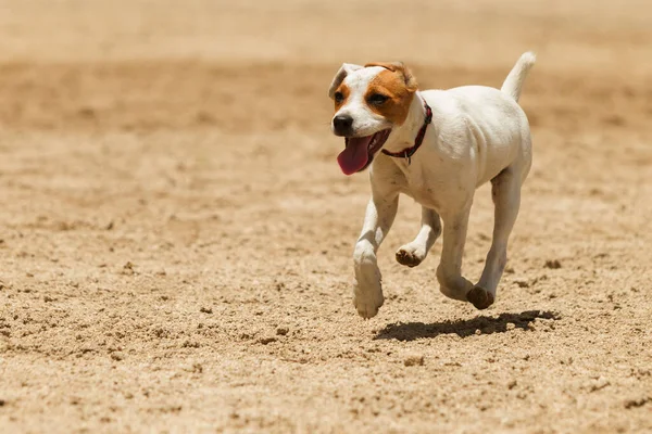 Alguns Cães Gosta Correr Livre — Fotografia de Stock