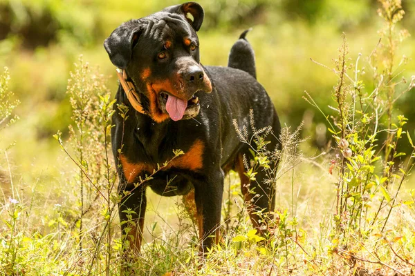 Algunos Perros Gusta Hacia Correr Gratis —  Fotos de Stock