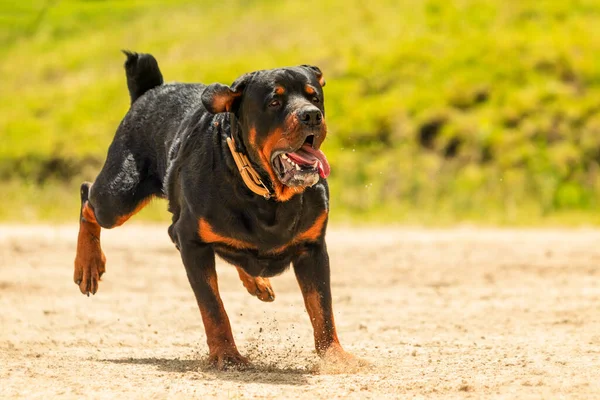 Certains Chiens Aiment Courir Gratuitement Est Chien Sage Exceptionnel Qui — Photo