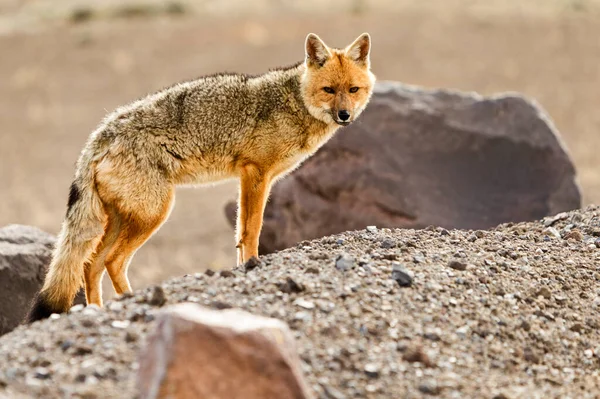 Wild Fox Cotopaxi National Park Ecuador — Stock Photo, Image