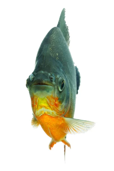 Ψάρια Tambaqui Απομονώνονται Λευκό Ρηχό Βάθος Πεδίου Εστιάζοντας Στα Μάτια — Φωτογραφία Αρχείου