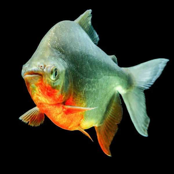 Cachama Oder Tambaqui Fischprofil Isoliert Auf Schwarzem Studio Aquarium — Stockfoto