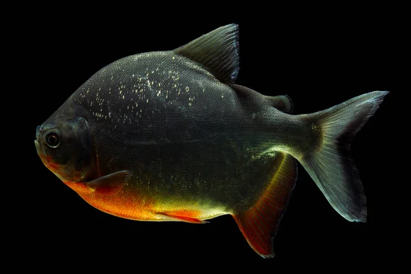 Cachama Pacu Poisson Isolé Sur Côté Noir Vue Studio Aquarium — Photo