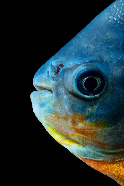 Tambaqui Fish Head Detail Studio Aquarium Shot
