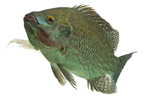 Mozambique Tilapia Perfil Disparado Aislado Blanco — Foto de Stock