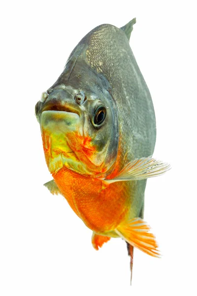 Tambaqui Fisk Isolerad Färg Studio Akvarium Skott — Stockfoto