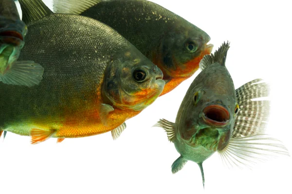 Mozambique Tilapia Persiguiendo Pez Tambaqui Live Animals Studio Aquarium Shot —  Fotos de Stock