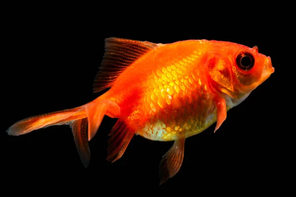 Oranda Goldfish Fry Izolowane Czarno — Zdjęcie stockowe