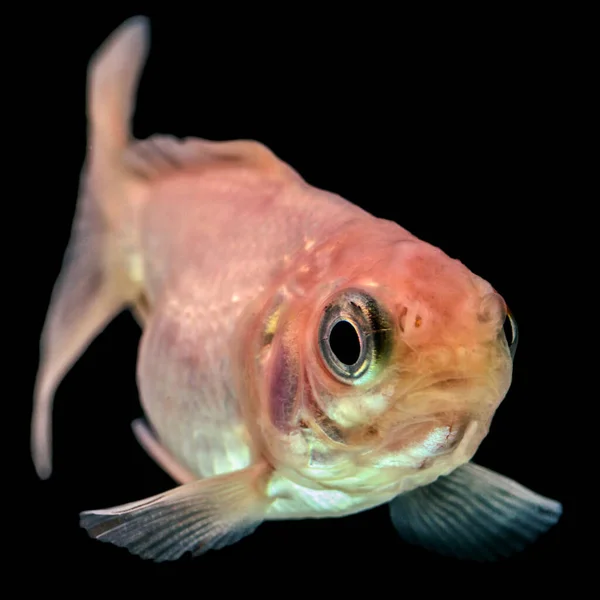 Cometa Blanco Goldfish Fry Aislado Negro —  Fotos de Stock