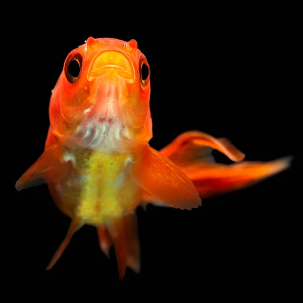 Oranda Goldfish Fry Isolado Preto — Fotografia de Stock