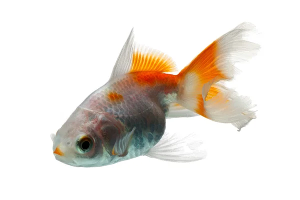 Juventude Goldfish Cerca Meses Anos Isolados Fundo Cor — Fotografia de Stock