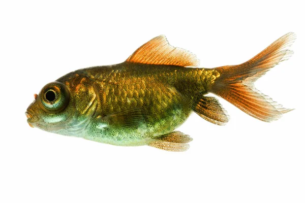 Observatoire Adolescent Goldfish Fry Environ Huit Semaines Vieux — Photo