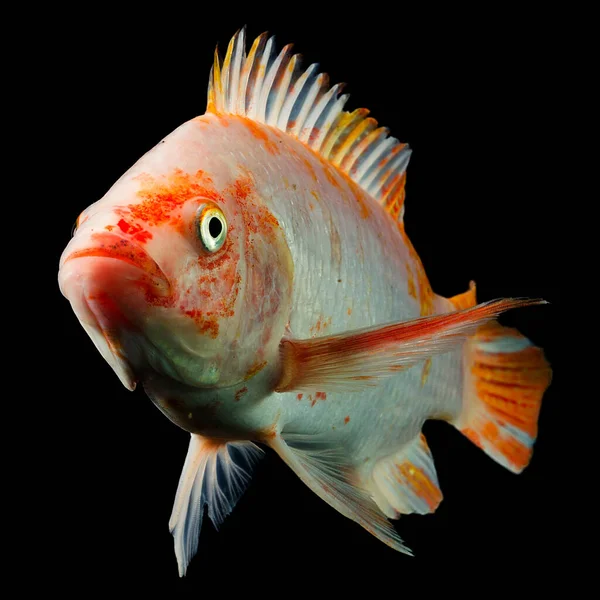 Tiro Alta Qualidade Peixes Tilapia Vermelho Subaquático Estúdio Aquário Tiro — Fotografia de Stock