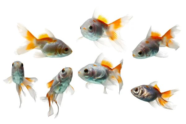 Juvenile Goldfish Months Age Isolated White Background Seven Shots — Stock Photo, Image